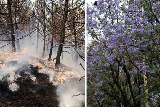 evros fotia - akakies